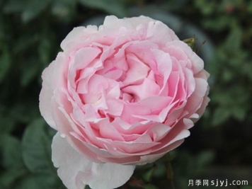 伊芙雪伯爵月季/伊芙雪吻月季Snow Piaget