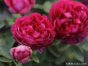 伊芙胭脂香水月季/胭脂香水Rouge de Parfum