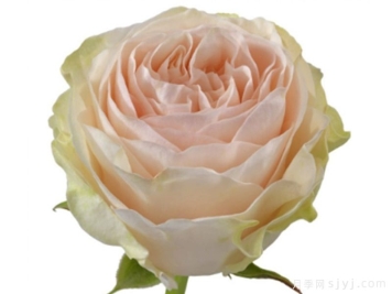 伊莱恩Elaine
