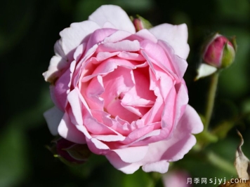 映日荷花月季