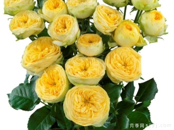 阳光潮流月季Sunny Trendsetter