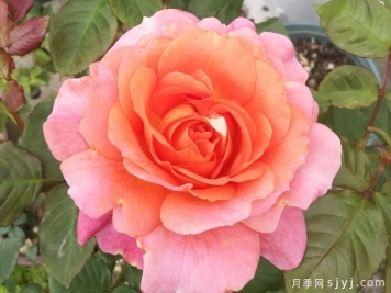 圆月彩霞月季