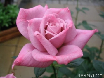 约翰詹博月季John Jambor