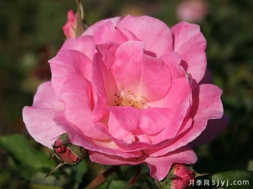 美好灵感月季/甜蜜灵感Sweet Inspiration