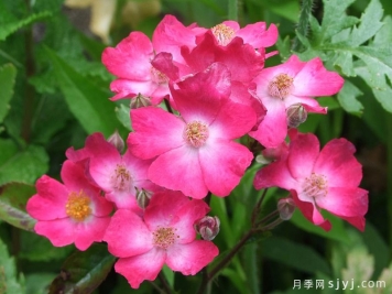 美丽的艾格朗廷月季Belle Aiglantine
