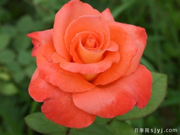 民俗月季