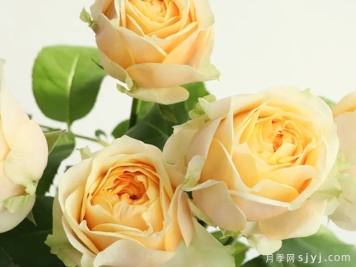 明星月季Yulduz