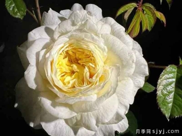 柠檬味砂糖月季Lemon Scent