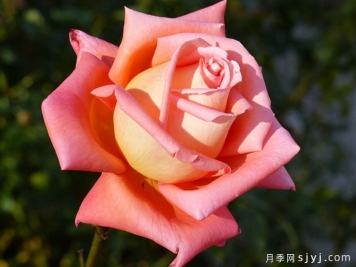 明星月季Vedette