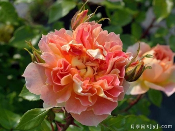 南瓜灯笼月季Lanterne Citrouille