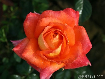 情侣约会月季Lovers Meeting