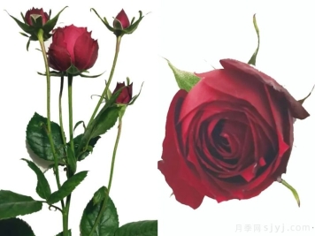 鹊华绯茜月季