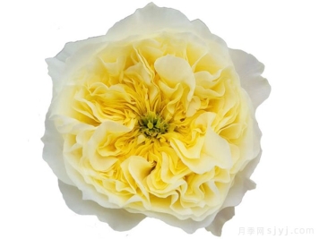 索尔斯伯里山月季Solsbury Hill