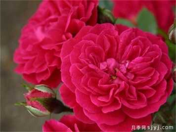 罗克西月季Roxy