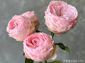 曼斯菲尔德庄园月季/泰林月季/酷皮Mansfiled Park