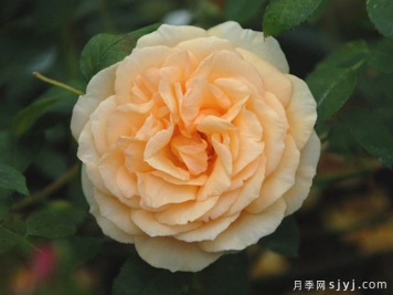 乔斯琳萨拉维特月季Jocelyne Salavert