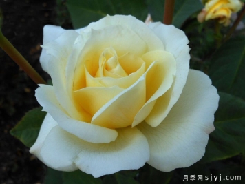 四月月亮月季April Moon