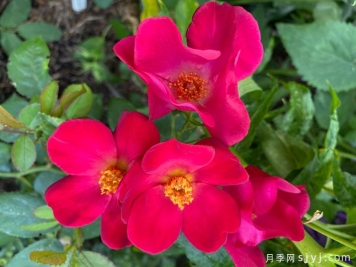 塔尔博特之家月季/塔伯特之家Talbot House