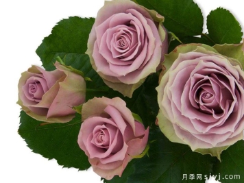 萨蔓莎的婚礼月季/萨曼莎的新娘Samantha's Bridal