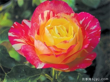 天坛荣光月季