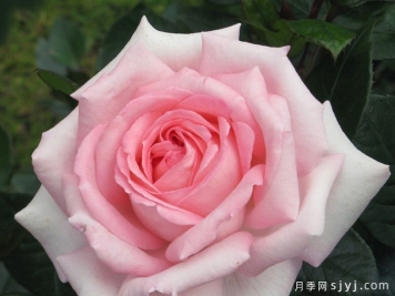 雪莉月季/艾芙鲁杰丽Shirley