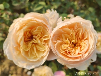 朱丽叶（Juliet）月季——值得养护的切花月季品种