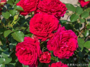 朱殷月季