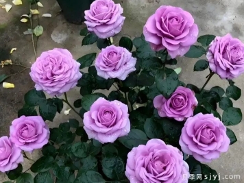 紫薇星月季