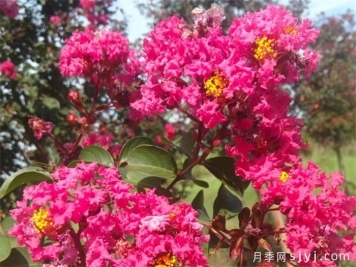 紫薇星天牛幼虫灾的防治办法