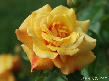 左马驭者月季/普斯提里翁/邮差Postillion
