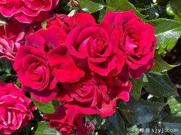 我们的纪念日月季/尽善尽美Our Anniversary