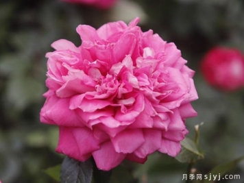 婉约月季