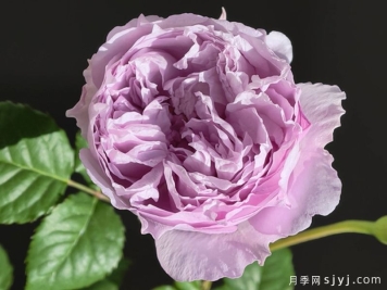 清梦月季