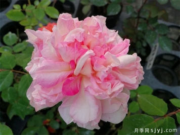 赛昭君月季