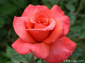 桑德林汉纪念月季/桑德灵汉姆Sandringham Centenary