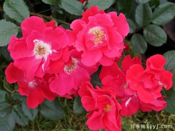 丘顿月季Chewton Rose