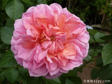 苹果点心月季/皮平Pippin