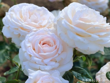 情迷白鹭洲月季/天鹅蹁跹La Sauvagine Terre et Passion