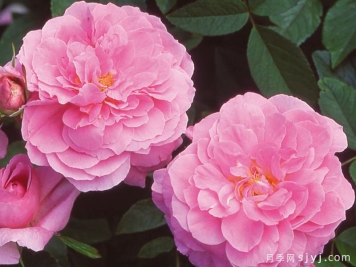 五月花月季The Mayflower