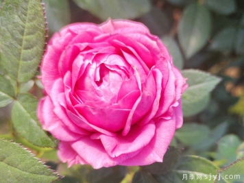 苏菲宝贝月季