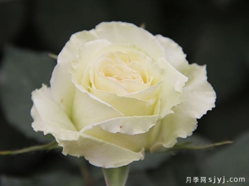 绿云月季