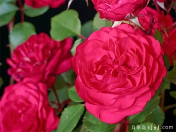 西湖红锦月季
