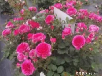 西湖潋滟月季
