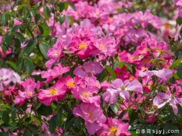 西子春晓月季