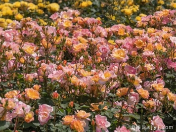 西子流霞月季