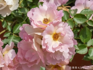 西子日丽月季