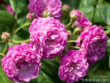 葡萄园之歌月季Vineyard Song