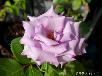 紫雾月季/朦胧紫/水瓶座Purple Haze