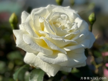 银婚庆典月季Silver Anniversary