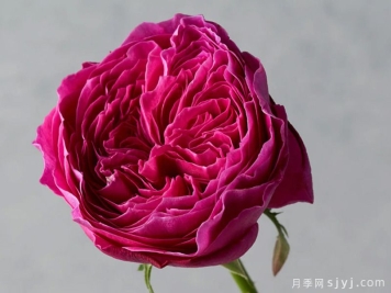 友禅月季Yuzen